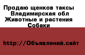 Продаю щенков таксы - Владимирская обл. Животные и растения » Собаки   